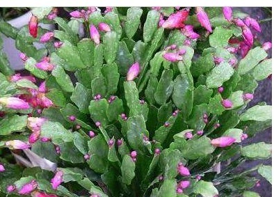 盆栽蟹爪兰总是只长叶子不开花注意以下5点,才能花爆。