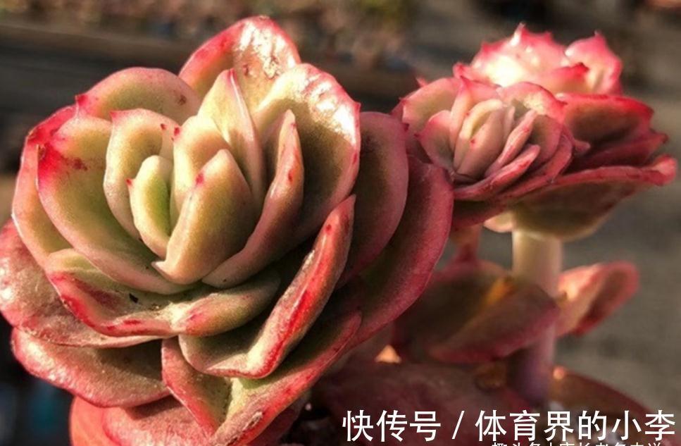 叶插|大热多肉冰玫瑰,绿的时候似翡翠,冬天红起来则像带血斑的玫瑰