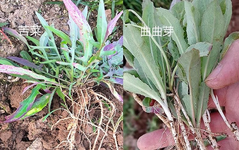 这7对“双胞胎”野菜，很多人傻傻分不清，你认识哪几种？