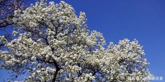 蓼茸蒿笋|苏轼的这首词看似在描写风景，其实更多的是表达了一种人生态度！