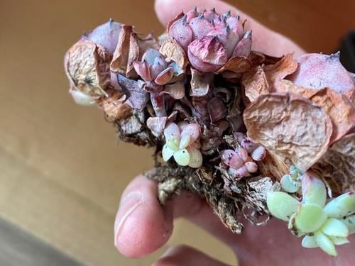 网购的多肉上盆之前用不用修根？没有统一的答案，需要区别对待