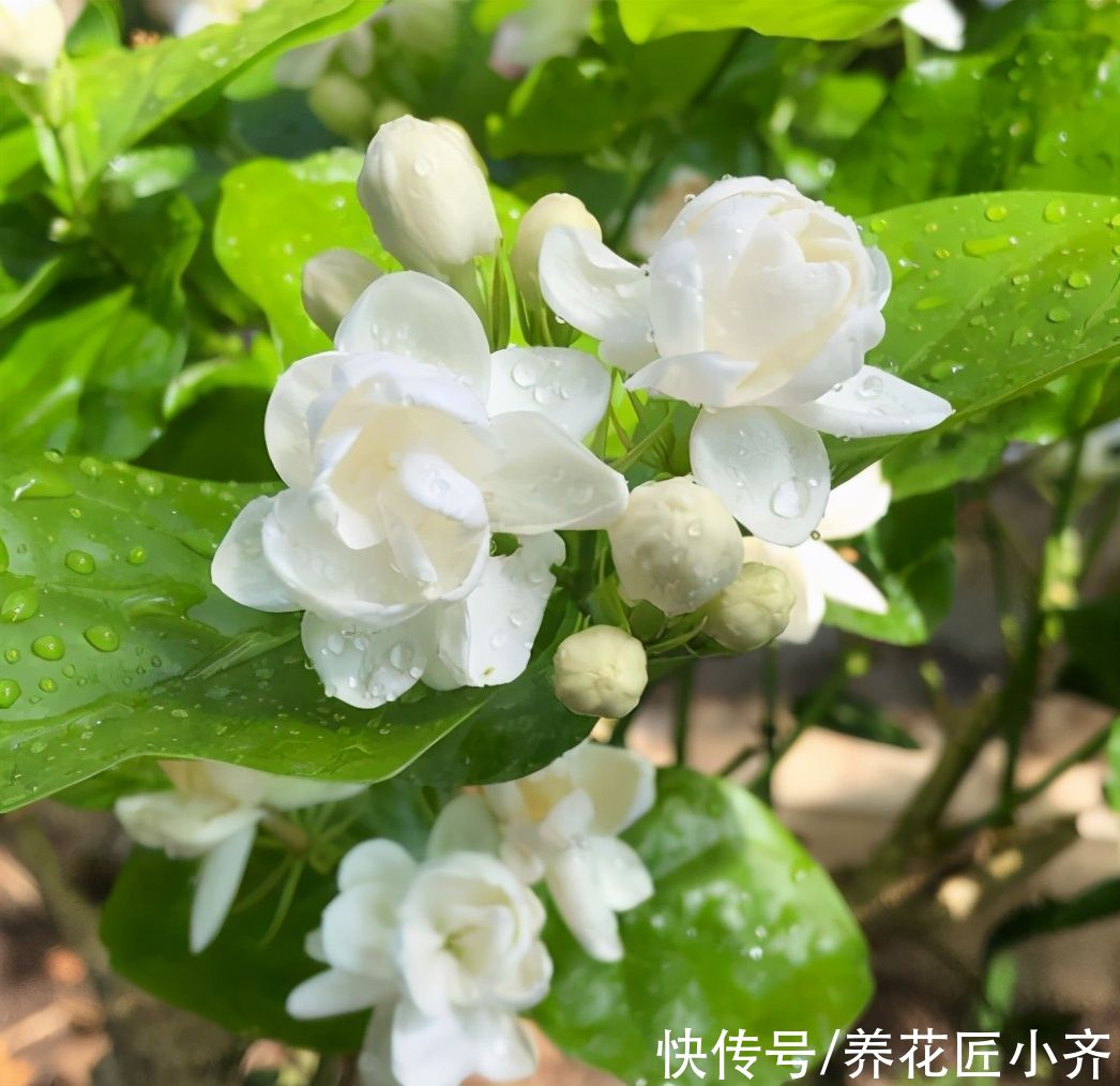 还在为茉莉花不开花发愁吗？别着急，按照步骤做好，必然满头花苞