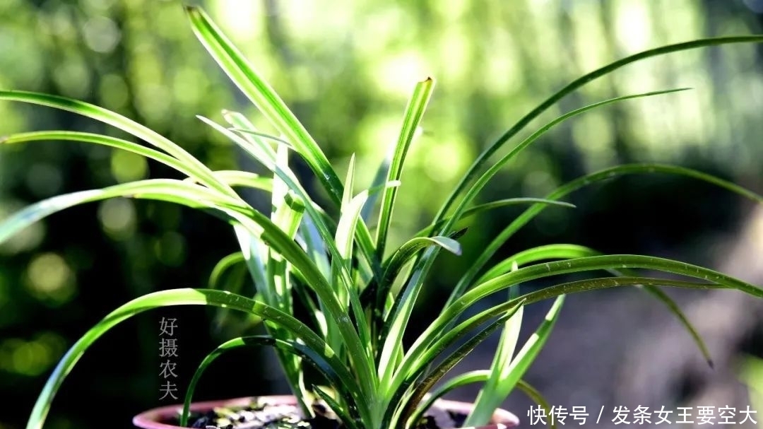 用什么可以去掉腐叶土里的虫?兰友:1块钱就解决