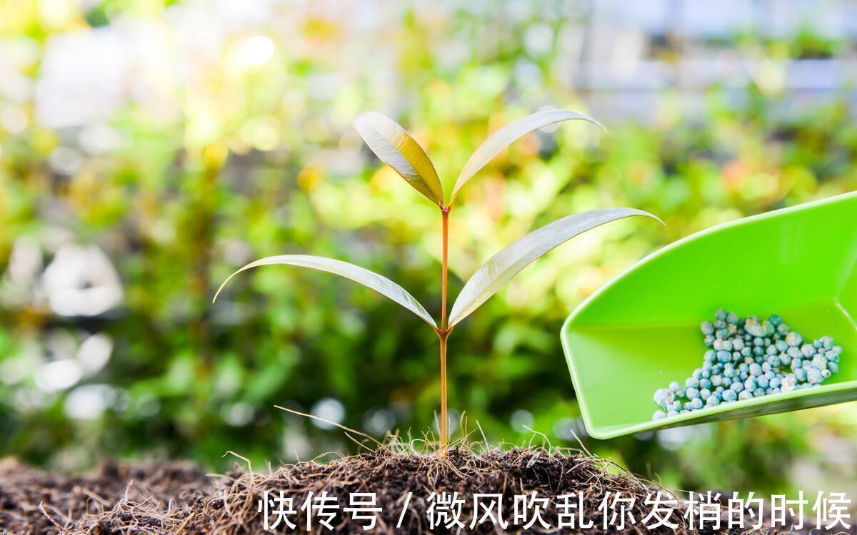 阳台养花“6大错”,错了一个就黄叶,都占了就是“养花杀手”