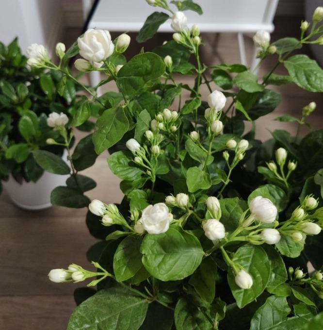 山上一种土，是养花“黄金土”，啥花吃了都疯长！