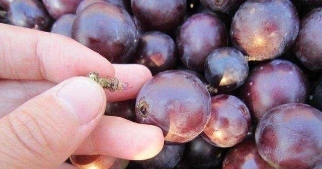 安胎|夫妻俩是小眼睛,孕妇天天吃葡萄,只为生出大眼萌娃,结局很意外