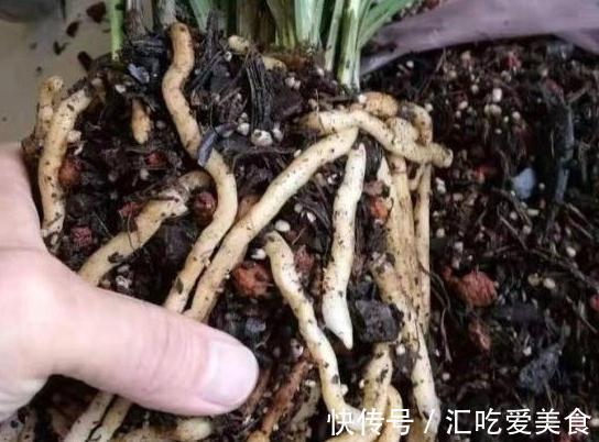 兰花怎么养，做好这些，开花多又香