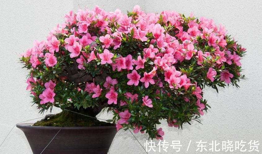 这样给杜鹃花施肥，植株快速生长枝繁叶茂，花大艳丽动人