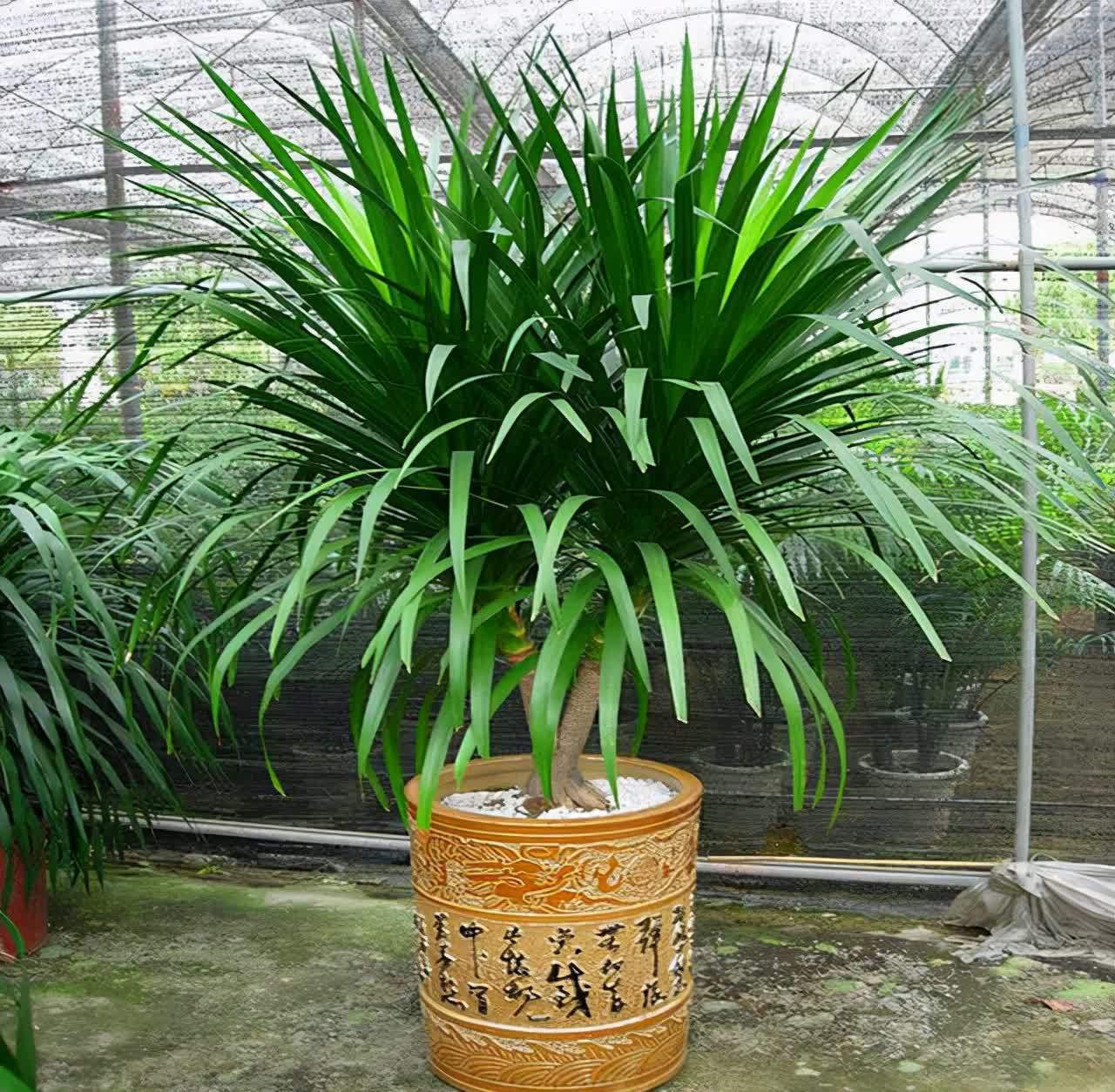 20种吉利大盆栽,客厅放一盆,吸收废气去异味,寓意好更养人