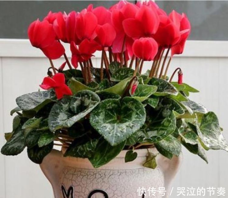 4种花比绿萝更好养，比玫瑰更漂亮，随便养都能活，家变花海