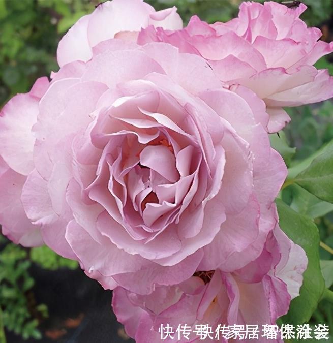 20款紫色月季品种。浓香、抗病非常好养，天然紫色唯美盛开