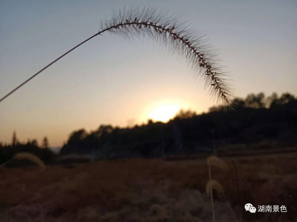 湖南郴州夕阳西下的小草