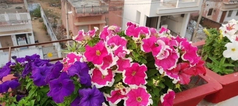 杀虫剂有害健康,养花就该巧用这些手段消灭害虫,保护环境