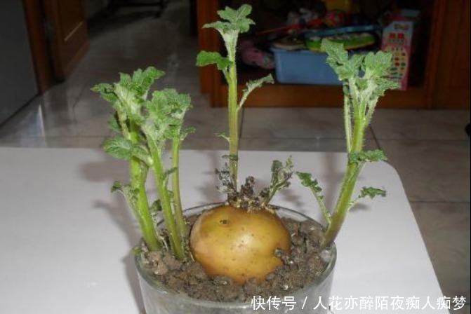 发芽的土豆不要扔，原来妙用这么多，可惜很多人都被它误导了！