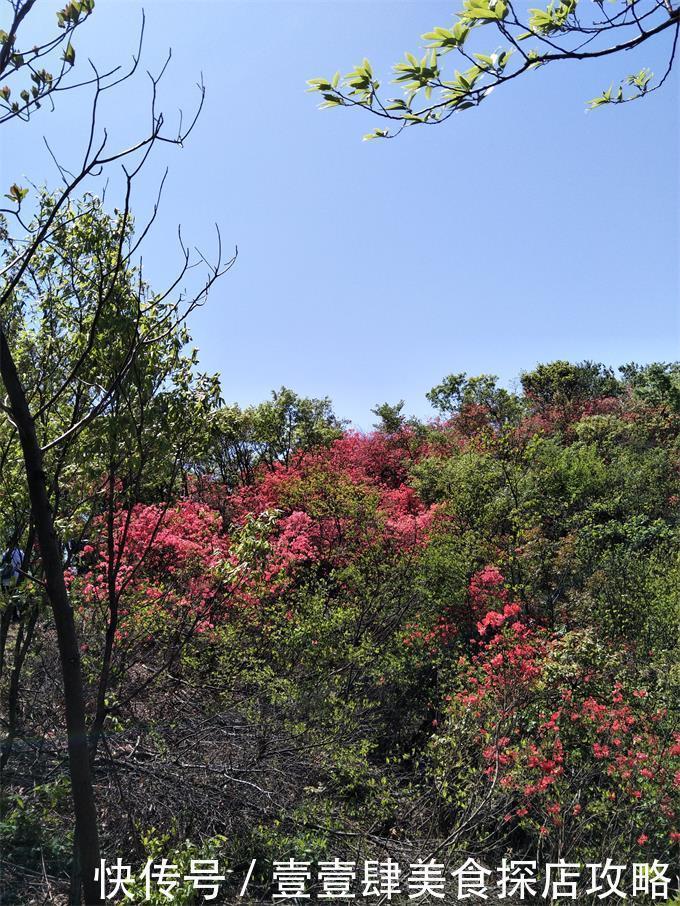 广德|皖南川藏线广德水上人家山舍民宿赏杜鹃，放眼整个山脊的映山红！