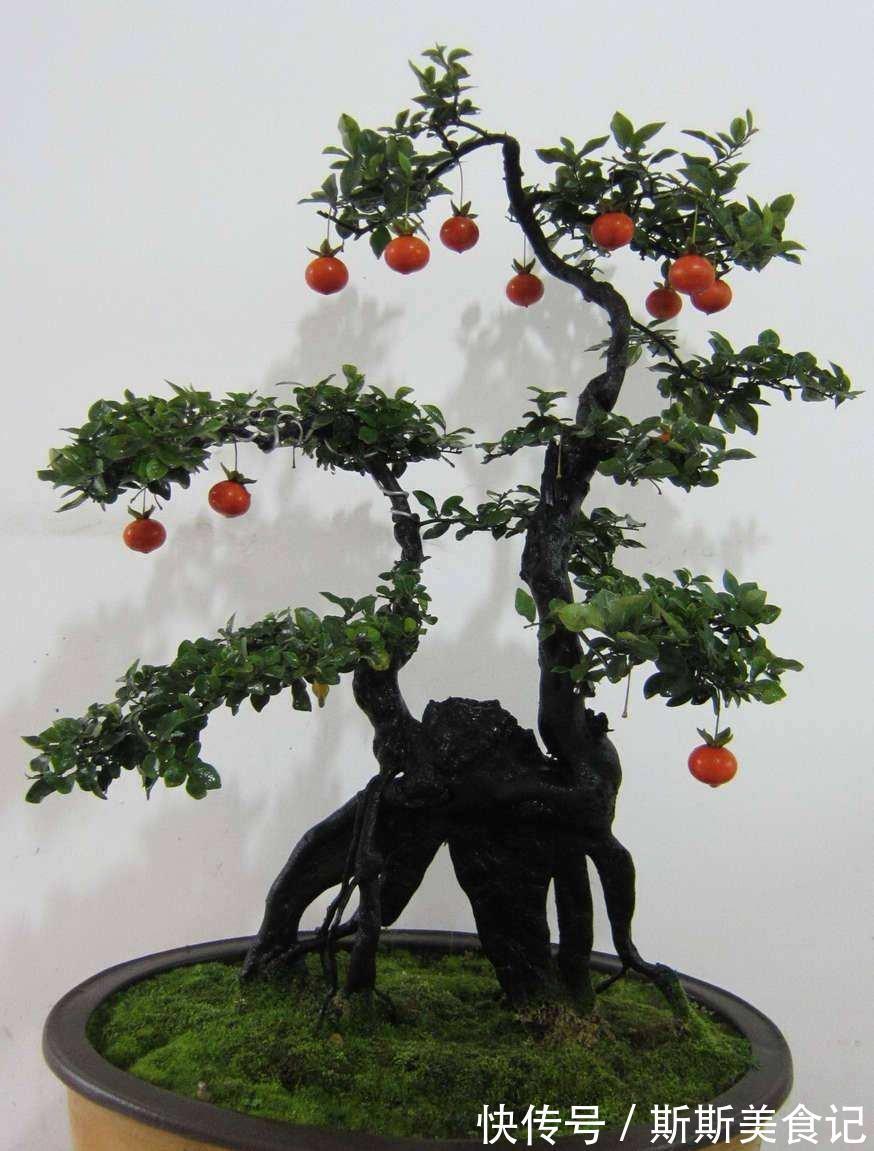 金边|不要再花很多钱买盆景了，这3种花，养得好就是最漂亮的盆景