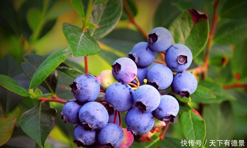 蓝莓结果的关键点是什么?其实方法很简单,掌握几点就可以