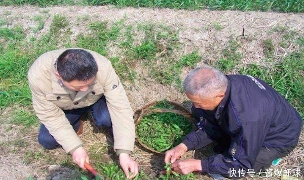 喜欢到农村挖野菜,三种容易记错的野菜的要分