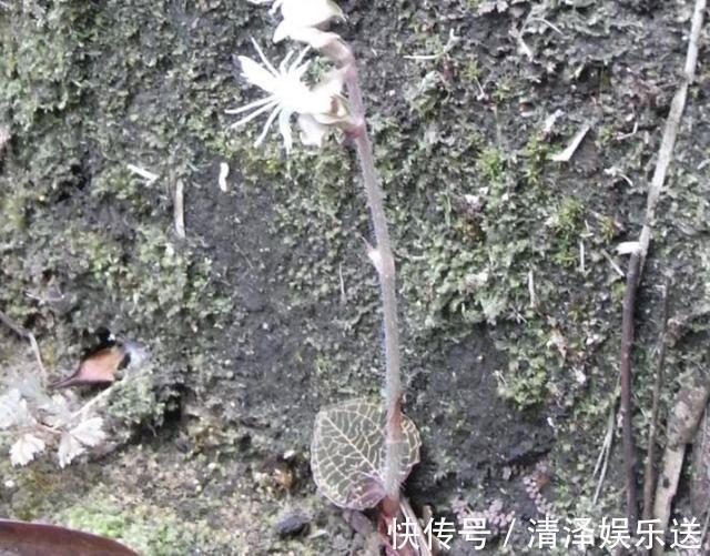 花友|在树下，1种植物“珍贵”，人称“金线兰”，殊不知1斤“450元”