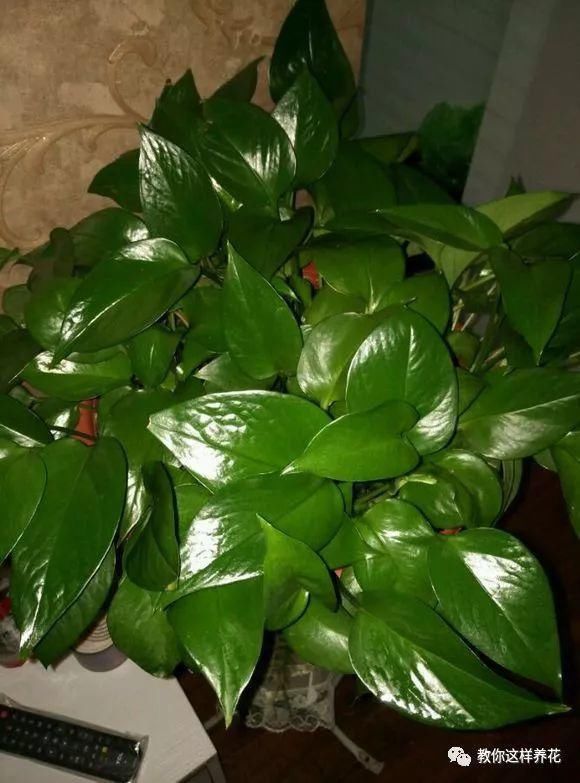  根系生长|6种花爱“喝酒吃醋”，半月来1勺，叶片浓绿滴油，狂开花！