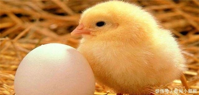 “先有鸡,还是先有蛋”?今天终于知道了答案!