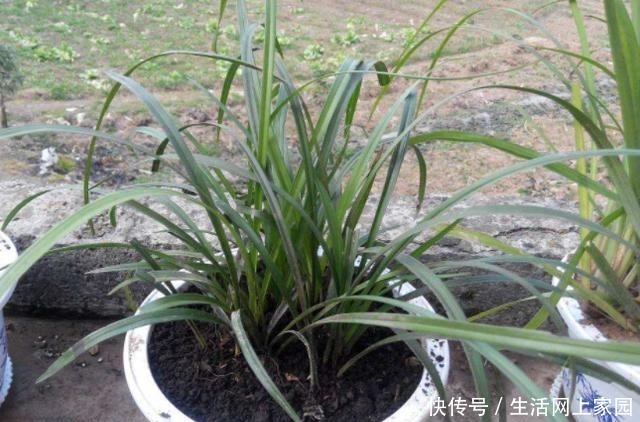 春天养兰花似韭菜该怎么办3种肥料,让它叶片肥美、开花勤!