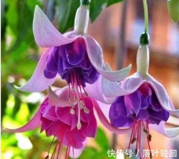 养花就养这几款,全年开花不停,花香四溢,开花旺