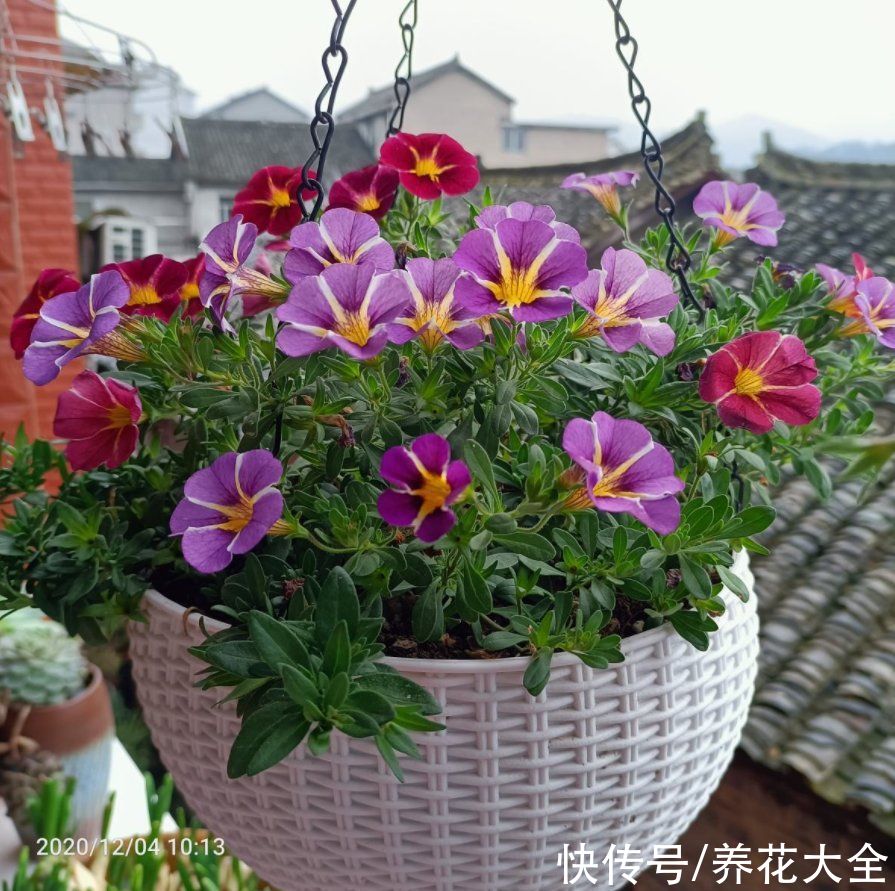  浇水|养花全凭第六感？厉害了，“花卉终结者”就是这么炼成的