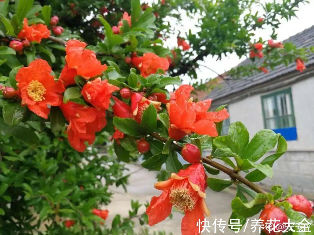 绣球|10种花不怕冷,先别搬进屋,放外面冻一冻,开花更旺