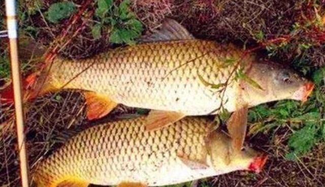 鲤鱼越大越狡猾还好我有“特效饵”,每钓一次都很知足,莫忽视