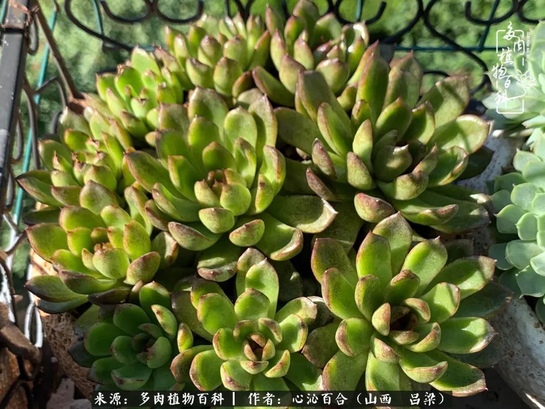 夏季的多肉，绿色才是主色调！努力呵护，期待绽放的那一刻！