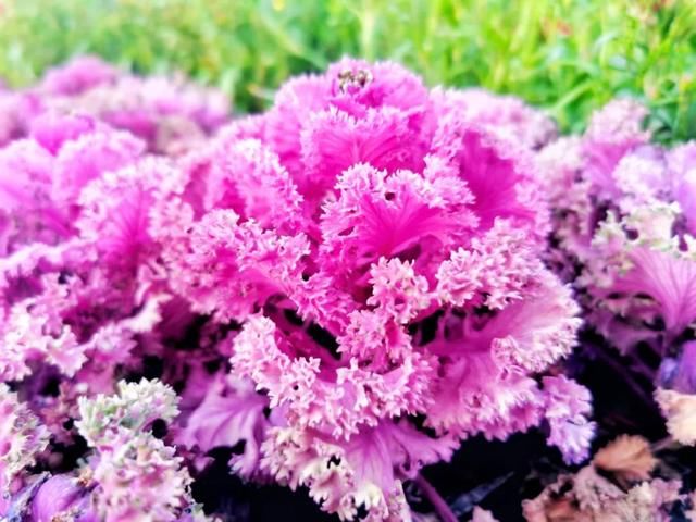 花花喊你来赏春啦！你能认识几朵花？挑战一下~