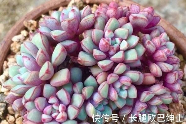 养护|多肉红宝石和蓝宝石,名字很相近差别却很大,都很漂亮值得入手