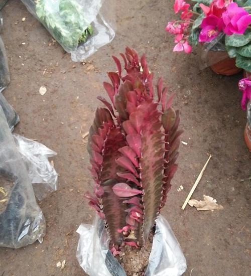 真正懂花的人，都会养这3种花，爆盆快寓意好还能养人