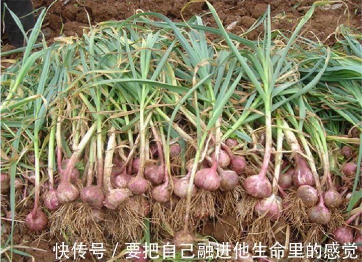 高血压|大蒜和此物一起吃,胜过“阿司匹林”,常吃远离血栓高血压