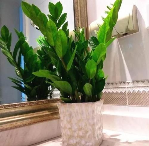 自从学会用蛋壳养花后,家里再没掏过一分钱买肥料