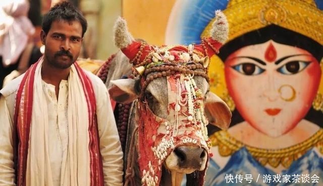 水牛|印度人不吃牛肉,这3亿头牛怎么办没关系,不同等级下场不一样