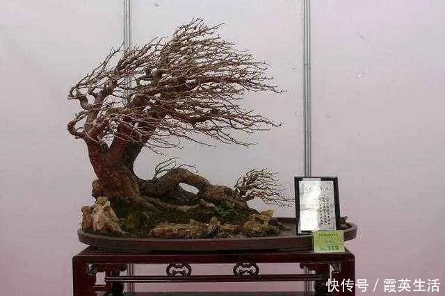 树木|盆景制作技法夏天来到,盆景脱衣换锦,有6种好处