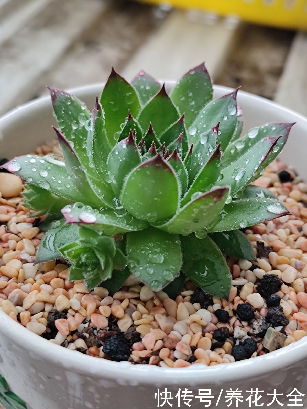 观音莲|多肉“摊大饼”，解决这3点，叶片挺拔还肥大