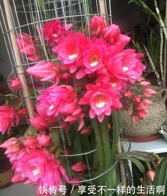 春天扦插3种花,剪1根枝条15天“冒白根”,一次开花上百朵!