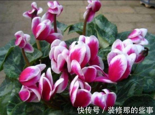 仙客来|从8月24日开始，家养此款花卉，花开还有清香，花朵雍容华贵