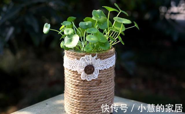 家里的各种玻璃瓶快别扔了,改造一下就是不花钱的水培瓶