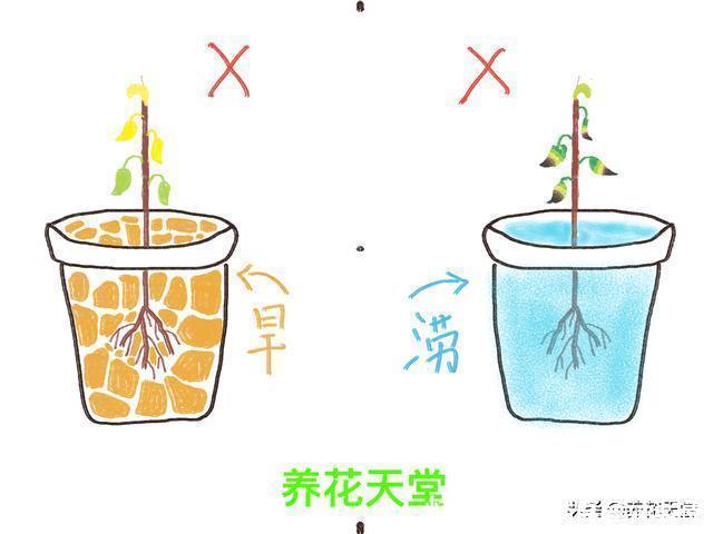 新手|7种常见的浇水方式,不仅新手不懂,有些人养花10年都没搞清楚