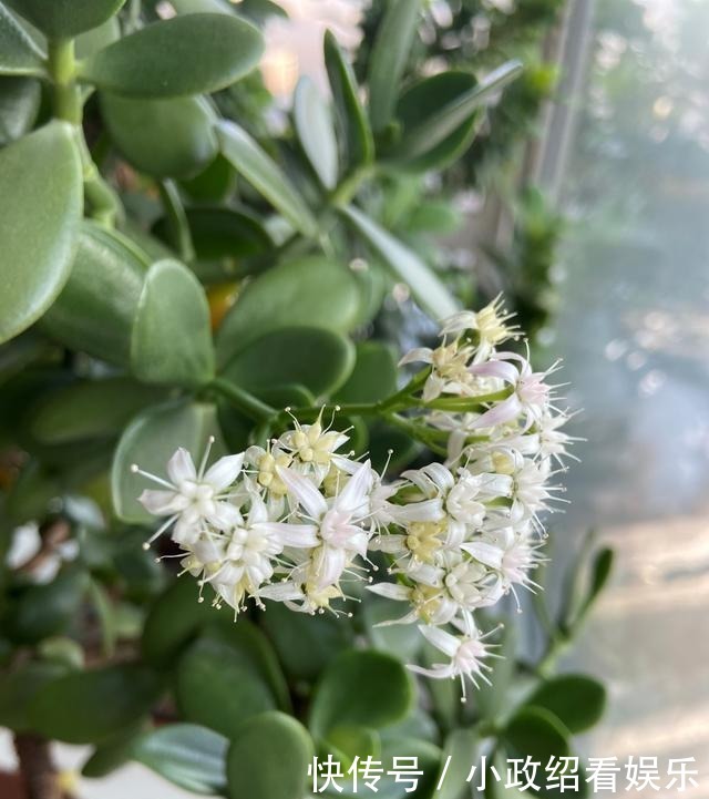养了二十年的玉树开花了