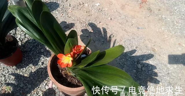 植料|君子兰养好养坏，不光要学会分辨，还要知道养好它的关键在哪里？