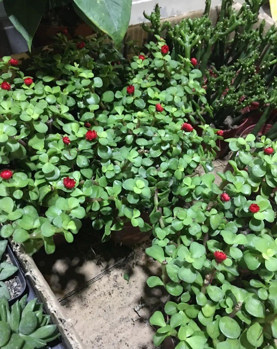 金枝玉叶开花了,真花长这样,很多人没见过