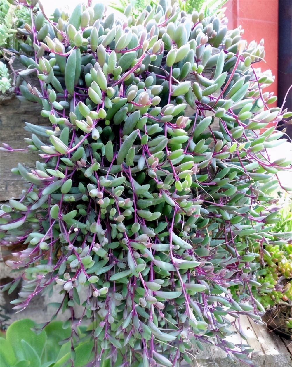 五种多肉,倒吊着,枝条流出花盆,一道“肉窗帘”