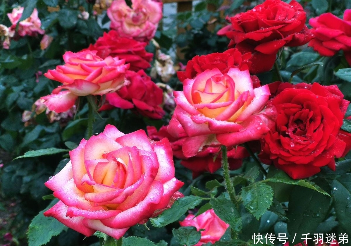 关键|婆婆养月季只选一种,好养抗性强,关键“爱”开花,比养欧月实在