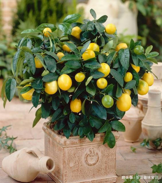 8种水果盆栽比花都美，果实多好打理，够一家人吃一年了！