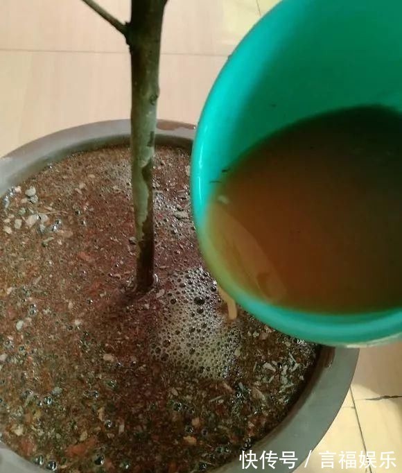 总烂根黄叶,盆里撒一把它,不管多难养,很快能冒芽冒花!
